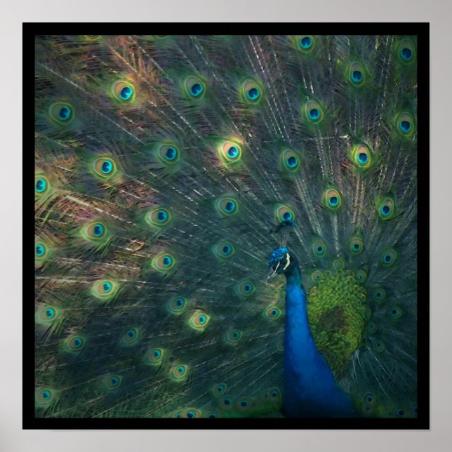 Impresión de lienzo 'Peacock' (Frente)