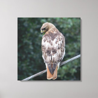 Impresión de lienzo Red Tail Hawk (Atrás)