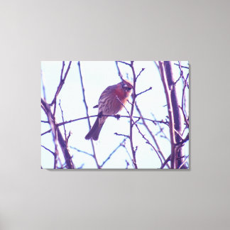 Impresión de lienzo - Sparrow rojo en árbol
