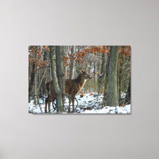 Impresión de lienzo Whitetail Buck Evending Woods