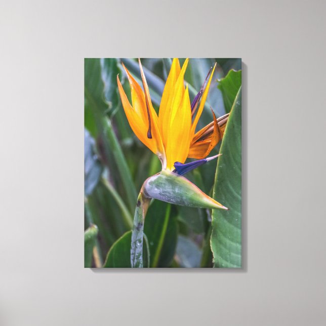Impresión de lienzos con vistas a flores de pájaro (Anverso)