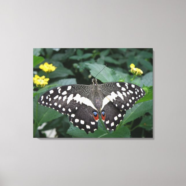 Impresión de lienzos de mariposa y flores de lima (Anverso)