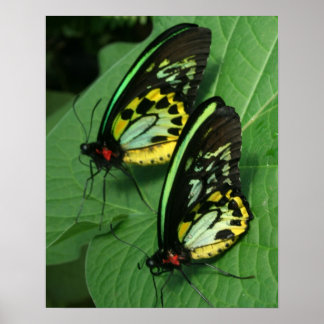 Impresión de lienzos de mariposas gemelas
