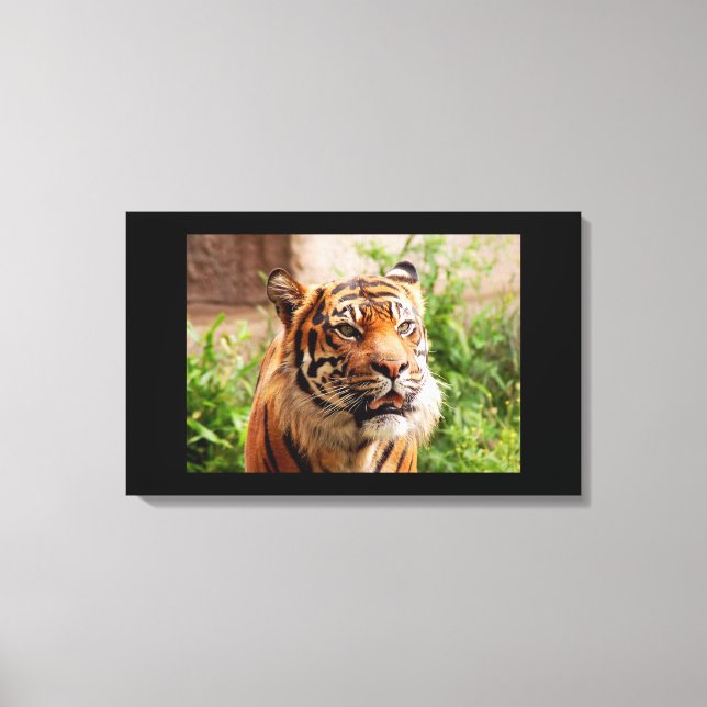 Impresión de lienzos de tigre en blanco y negro (Anverso)