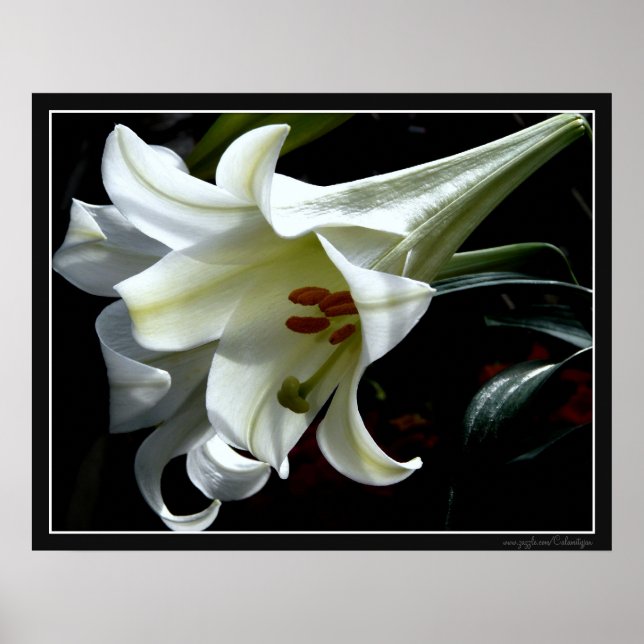 IMPRESIÓN DE LILY DEL ESTE (Frente)