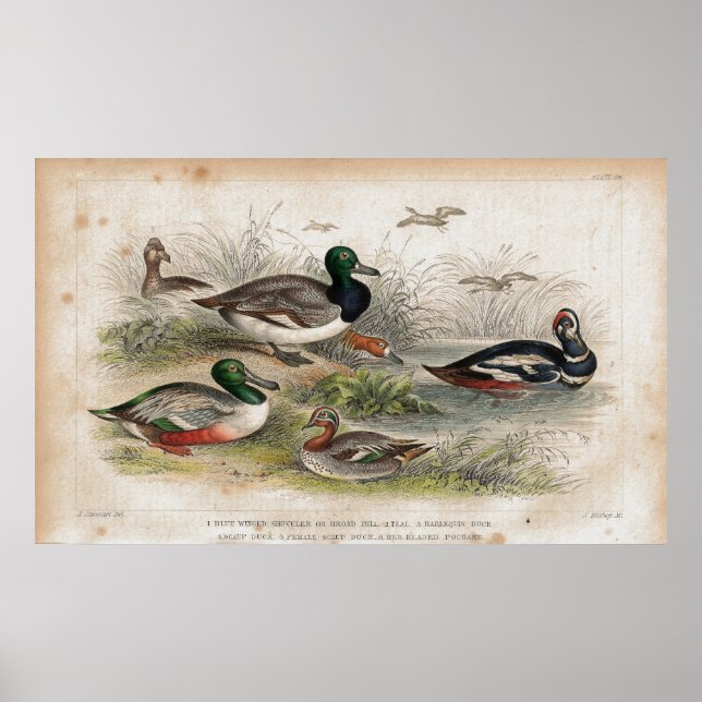 Impresión de litografía antigua de Ducks (Frente)