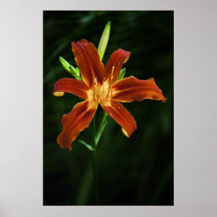 Impresión de llama de jardín