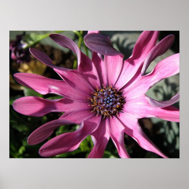 Impresión de lluvia púrpura (Frente)