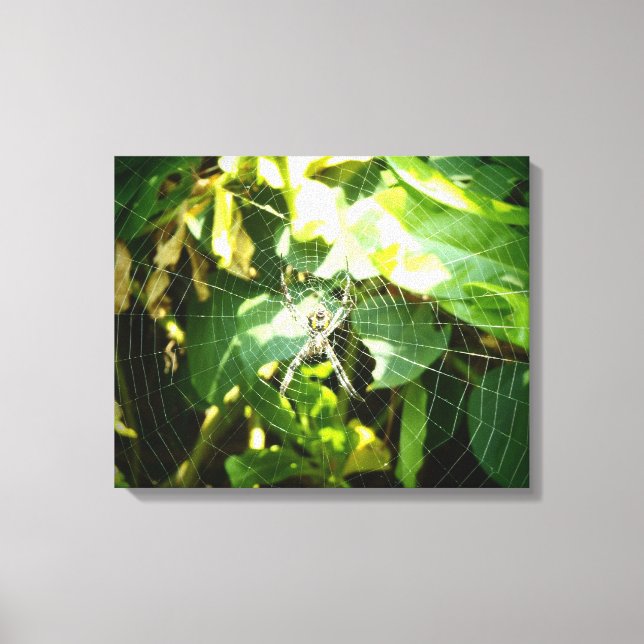 Impresión de lona de araña hawaiana (Anverso)