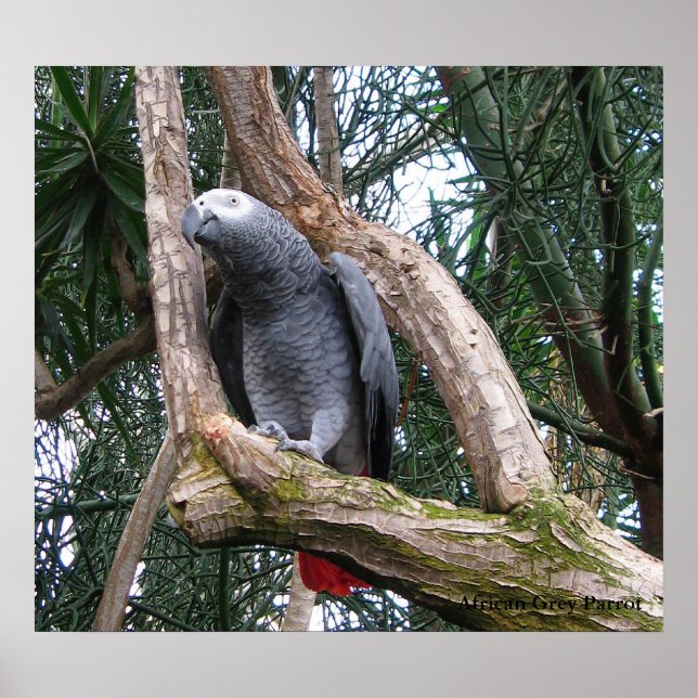 Impresión de loro gris africano (Frente)