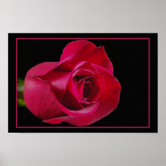 Impresión de los budos de las rosas rojas