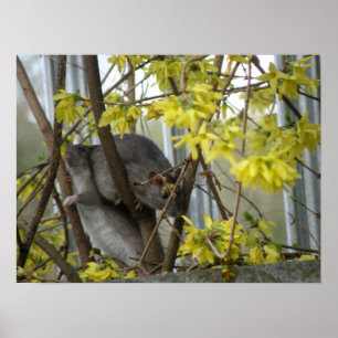 Impresión de los Cuadros de Ratón