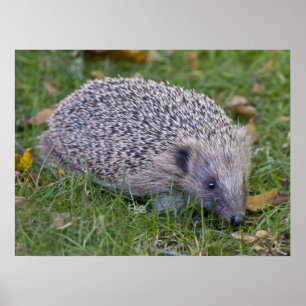 Impresión de los Prickles