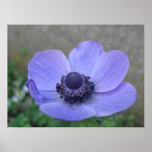 Impresión de macro anémona azul