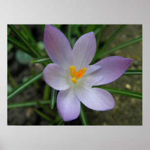 Impresión de macro cruzado púrpura