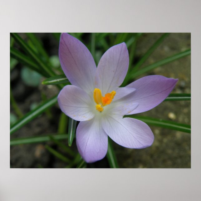 Impresión de macro cruzado púrpura (Frente)