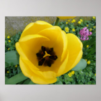Impresión de macro de tulipano amarilla