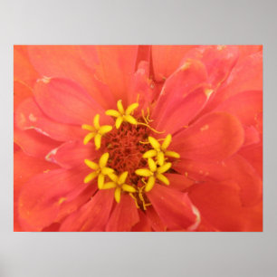 Impresión de macros de zinnia roja