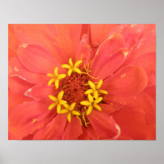 Impresión de macros de zinnia roja (Frente)