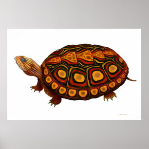 Impresión de madera centroamericana de la tortuga