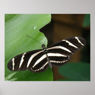Impresión de Mariposa Cebra de Alas Largas Bonita
