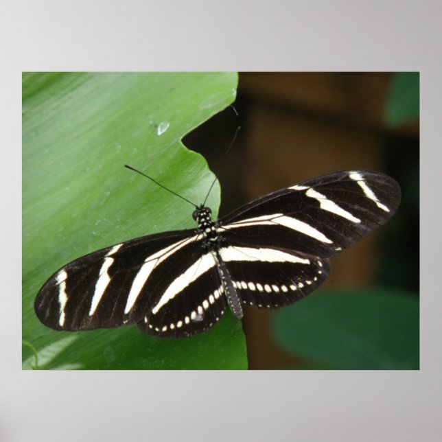Impresión de Mariposa Cebra de Alas Largas Pretty (Frente)