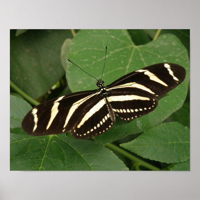 Impresión de Mariposa Cebra Longwing (Frente)