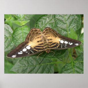Impresión de mariposa de acristalador tropical de