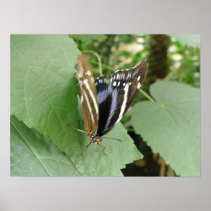 Impresión de mariposa de bonito