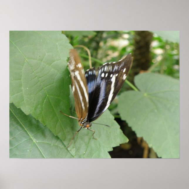 Impresión de mariposa de bonito (Frente)