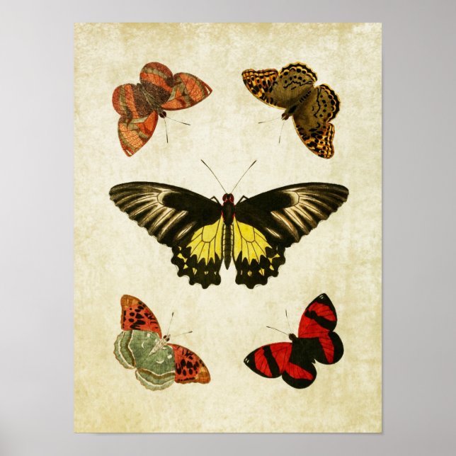 Impresión de mariposa de época 025 (Frente)