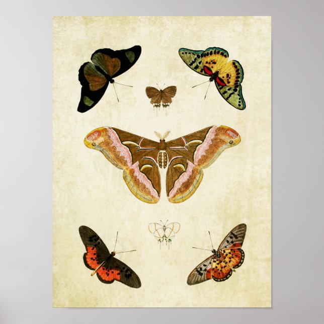 Impresión de mariposa de época 039 (Frente)