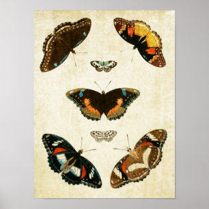 Impresión de mariposa de época 067