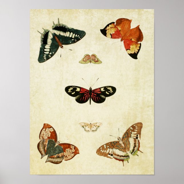 Impresión de mariposa de época 119 (Frente)