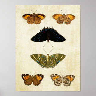 Impresión de mariposa de época 161