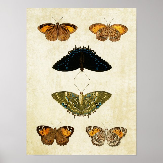 Impresión de mariposa de época 161 (Frente)