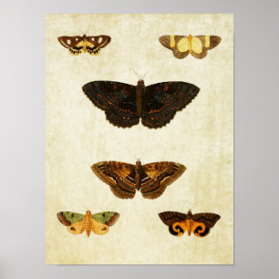 Impresión de mariposa de época 172