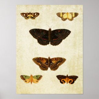 Impresión de mariposa de época 172