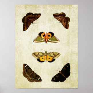 Impresión de mariposa de época 174