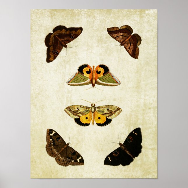 Impresión de mariposa de época 174 (Frente)