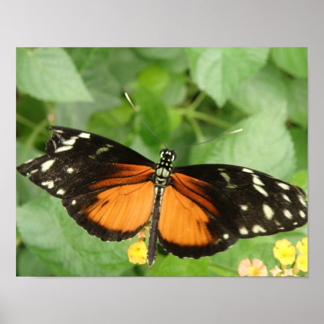 Impresión de mariposa de largo de tigre (Frente)
