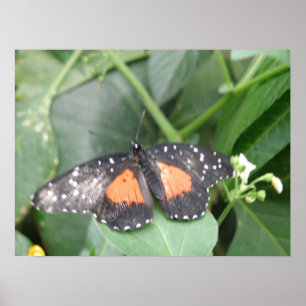 Impresión de mariposa de largo de tigre