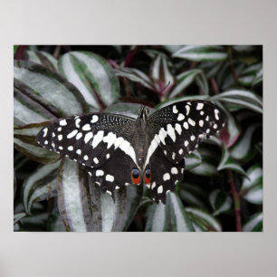 Impresión de mariposa de lima