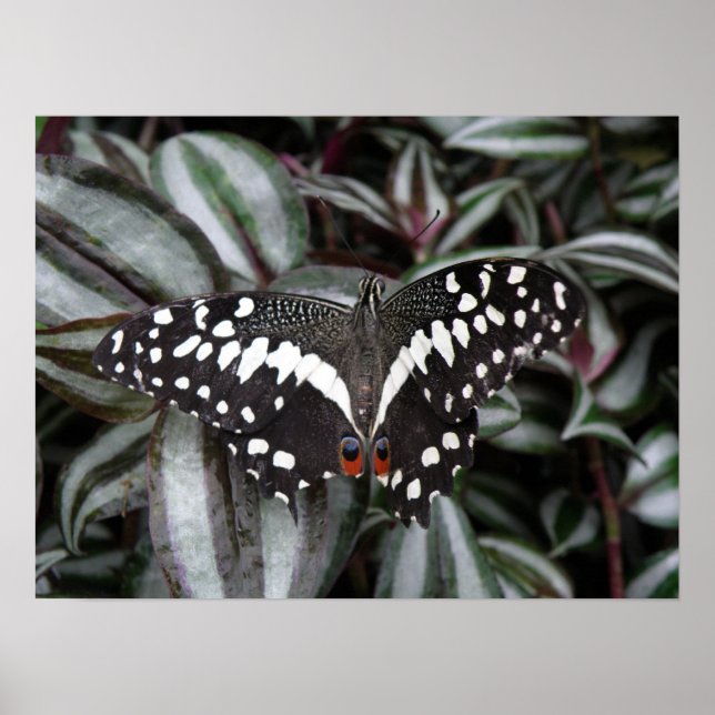 Impresión de mariposa de lima (Frente)