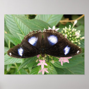 Impresión de Mariposa de Manchas Azules