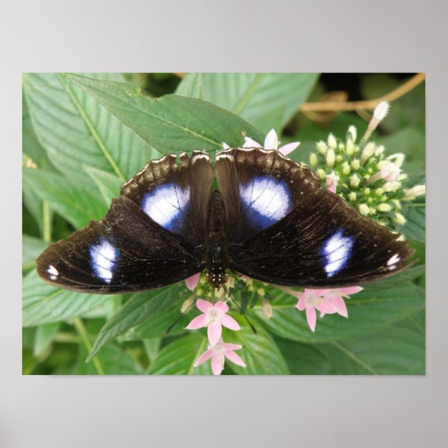 Impresión de Mariposa de Manchas Azules (Frente)