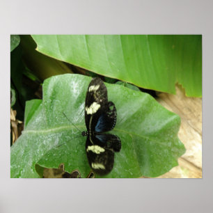 Impresión de mariposa hermosa