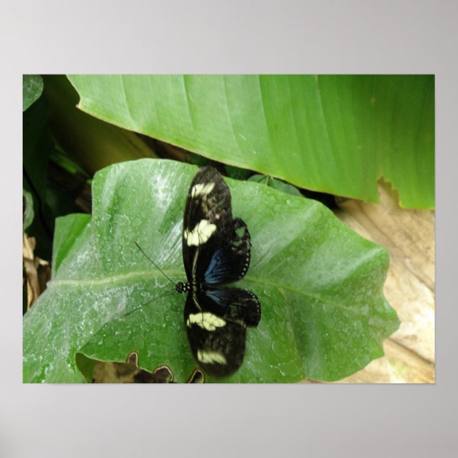 Impresión de mariposa hermosa (Frente)