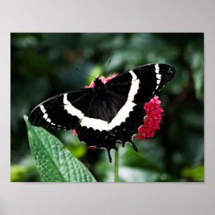 Impresión de mariposa Lolipop