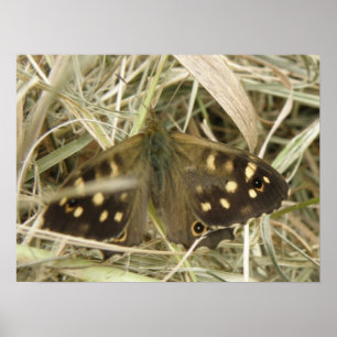 Impresión de Mariposa Madera Manchada
